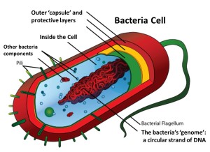 bacteria