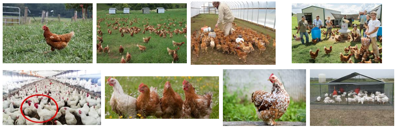 organic poultry farm