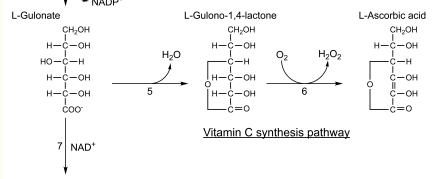 vitamin c synthesis